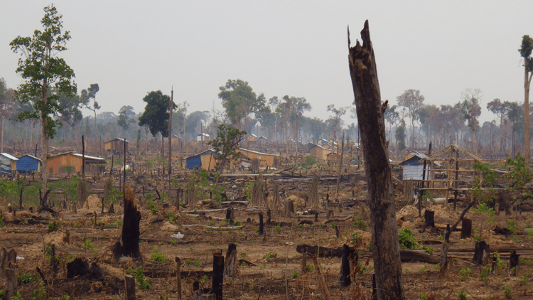 Report Implicates Officials in Prey Long Logging