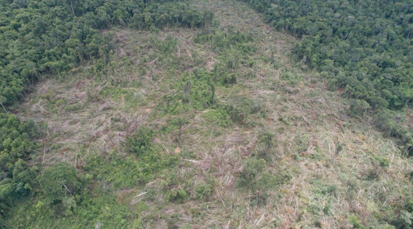 Prey Lang Forest Has Been Reduced by Nearly a Quarter over the Last 20 Years